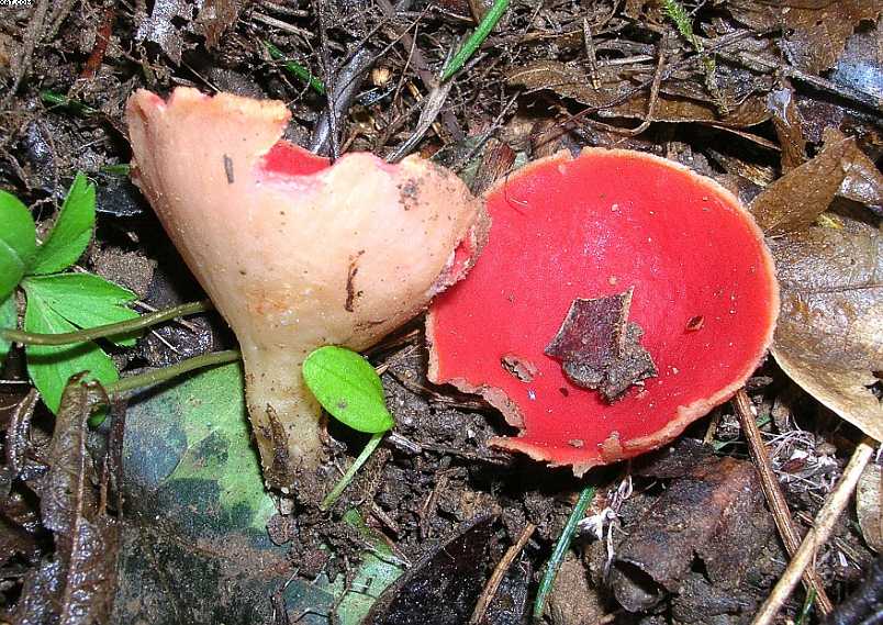 Sarcoscypha austriaca    (O. Beck ex Sacc.) Boud.